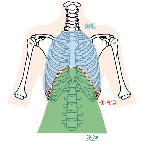 胸腔・横隔膜・腹腔の説明のための図